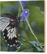Rumanzovia Swallowtail-papilio Rumanzovia Female Wood Print