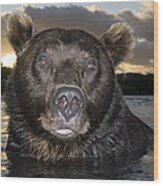 Russian Brown Bear In River Wood Print