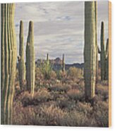 Saguaro Carnegiea Gigantea And Safford Wood Print