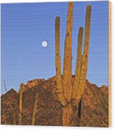Saguaro Carnegiea Gigantea Cactus Wood Print
