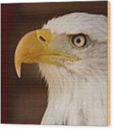 Sam The Bald Eagle #ornithology Wood Print