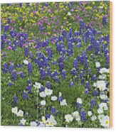 Sand Bluebonnet Pointed Phlox Wood Print