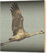 Sandhill Crane In Flight Wood Print