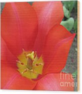 Scarlet Tulip Wood Print