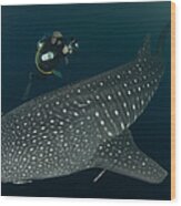 Scuba Diver And Whale Shark, Papua Wood Print