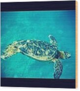 Sea Turtle In Action Wood Print