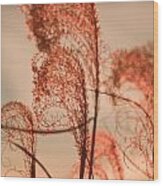 Seagrass Wood Print