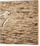 Seagull Antiqued Wood Print