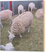 Sheep In Shear Panic Wood Print