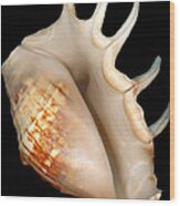 Shell - Conchology - Conch Wood Print