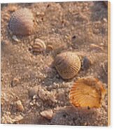 Shells On The Beach Wood Print