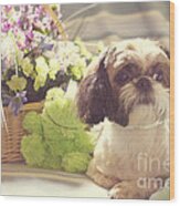 Shih Tzu Ginger Wood Print