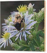 Shimmering Bee On Aster Wood Print