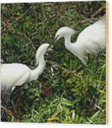 Showy Snowy Egrets Wood Print