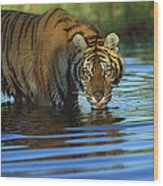 Siberian Tiger Drinking In Natural Wood Print
