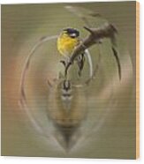 Siskin Wood Print