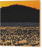 Snow Geese Sunrise Wood Print