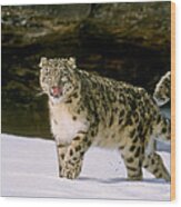 Snow Leopard 2 Wood Print