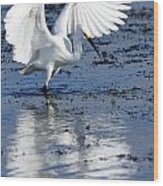 Snowy Egret Fishing Wood Print