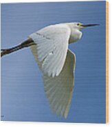 Snowy Egret Fly-by Wood Print