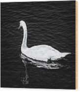 Solitary Swan Wood Print