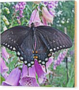 Spicebush Swallowtail Butterfly On Foxgloves - Papilio Troilus Wood Print