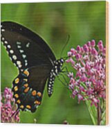 Spicebush Swallowtail Din039 Wood Print