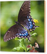 Spicebush Swallowtail Wood Print