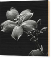 Spicy Jatropha In Black And White Wood Print