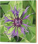 Spider Flower Wood Print