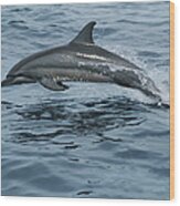Spinner Dolphin Stenella Longirostris Wood Print