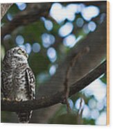 Spotted Owlet Wood Print