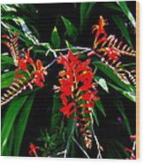 Sprig Of Crocosmia Wood Print