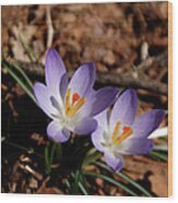 Spring Crocus Wood Print