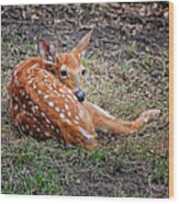 Spring Fawn Wood Print