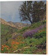 Spring In Santa Barbara Wood Print
