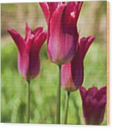 Spring Tulips Wood Print