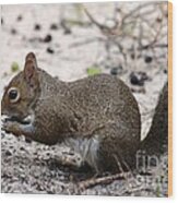 Squirrel Eating Nuts Wood Print