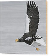 Stellers Sea Eagle In Kamchatka Wood Print