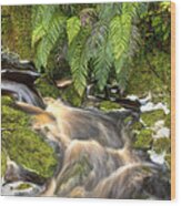 Stream And Ferns Oparara Basin Arches Wood Print