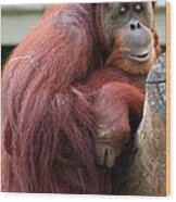 Sumatran Orangutan Wood Print