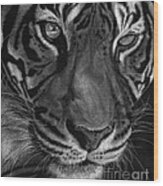 Sumatran Tiger Wood Print