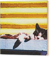 Sunbathing Feline Wood Print