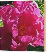 Sundrenched Peony Wood Print