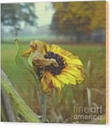 Sunflower At Summers End Wood Print