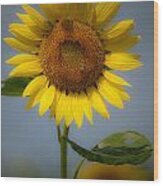 Sunflower Bow Wood Print