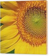 Sunflower Wood Print