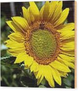 Sunflower In The Garden Wood Print