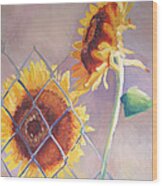 Sunflowers Fenced Wood Print