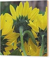 Sunflowers Wood Print